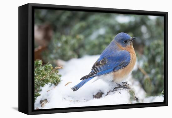 Eastern Bluebird-Gary Carter-Framed Premier Image Canvas