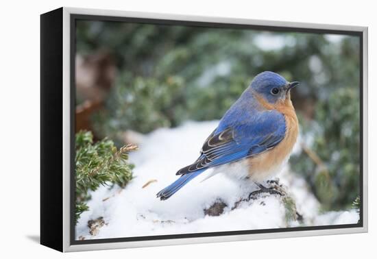 Eastern Bluebird-Gary Carter-Framed Premier Image Canvas