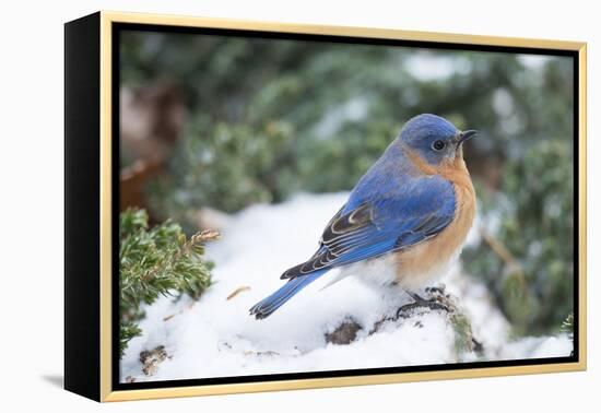 Eastern Bluebird-Gary Carter-Framed Premier Image Canvas