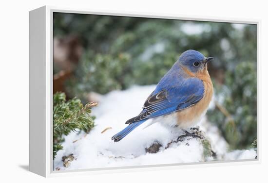 Eastern Bluebird-Gary Carter-Framed Premier Image Canvas