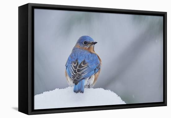 Eastern Bluebird-Gary Carter-Framed Premier Image Canvas