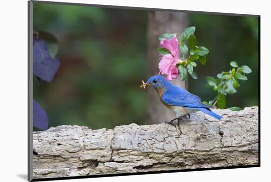 Eastern Bluebird-Gary Carter-Mounted Photographic Print