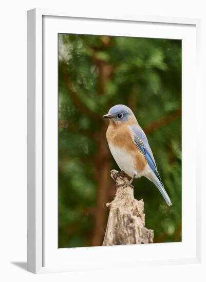 Eastern Bluebird-Gary Carter-Framed Photographic Print