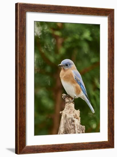 Eastern Bluebird-Gary Carter-Framed Photographic Print