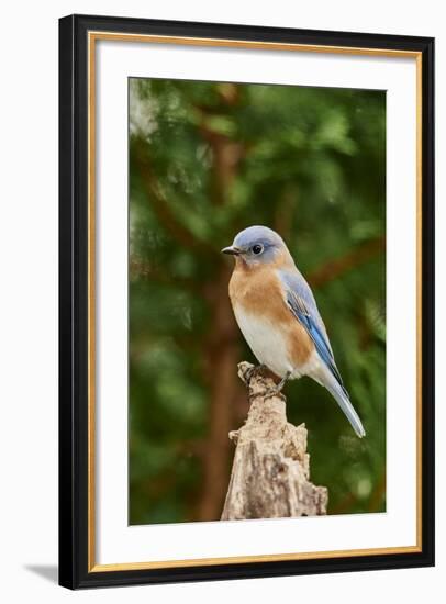 Eastern Bluebird-Gary Carter-Framed Photographic Print