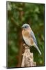 Eastern Bluebird-Gary Carter-Mounted Photographic Print