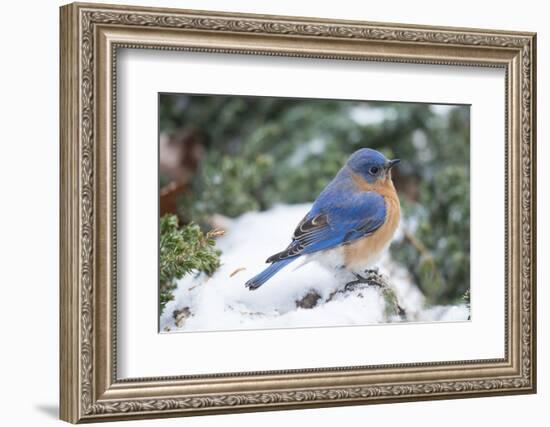 Eastern Bluebird-Gary Carter-Framed Photographic Print