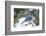 Eastern Bluebird-Gary Carter-Framed Photographic Print