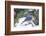 Eastern Bluebird-Gary Carter-Framed Photographic Print