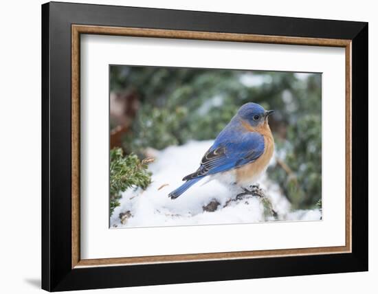 Eastern Bluebird-Gary Carter-Framed Photographic Print