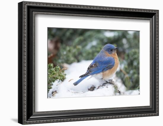 Eastern Bluebird-Gary Carter-Framed Photographic Print