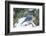 Eastern Bluebird-Gary Carter-Framed Photographic Print