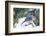 Eastern Bluebird-Gary Carter-Framed Photographic Print