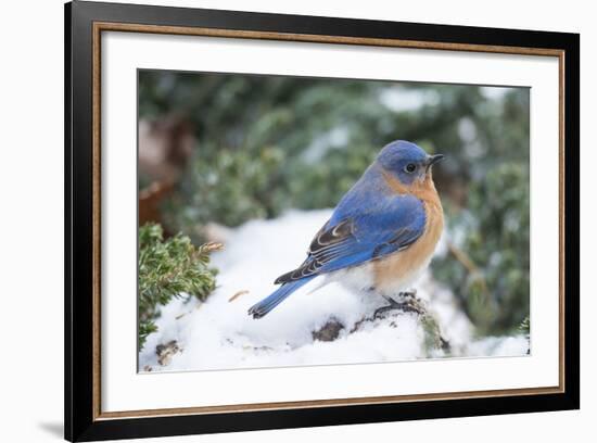 Eastern Bluebird-Gary Carter-Framed Photographic Print