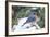 Eastern Bluebird-Gary Carter-Framed Photographic Print