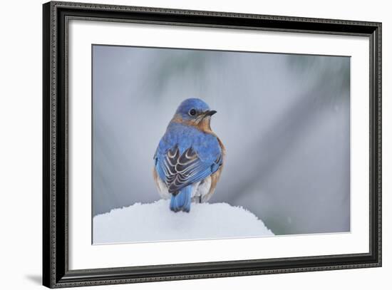 Eastern Bluebird-Gary Carter-Framed Photographic Print