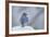 Eastern Bluebird-Gary Carter-Framed Photographic Print