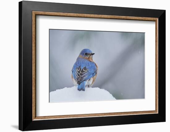 Eastern Bluebird-Gary Carter-Framed Photographic Print