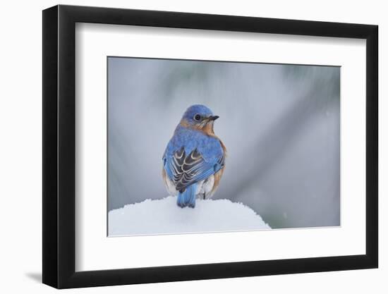 Eastern Bluebird-Gary Carter-Framed Photographic Print
