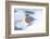 Eastern Bluebird-Gary Carter-Framed Photographic Print