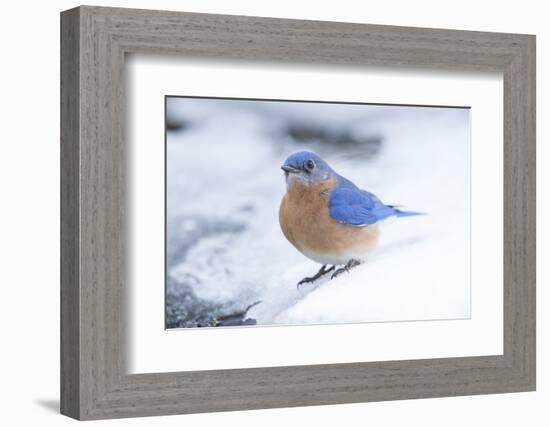 Eastern Bluebird-Gary Carter-Framed Photographic Print