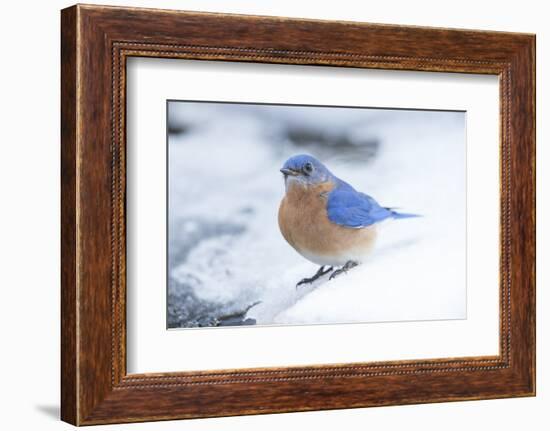 Eastern Bluebird-Gary Carter-Framed Photographic Print