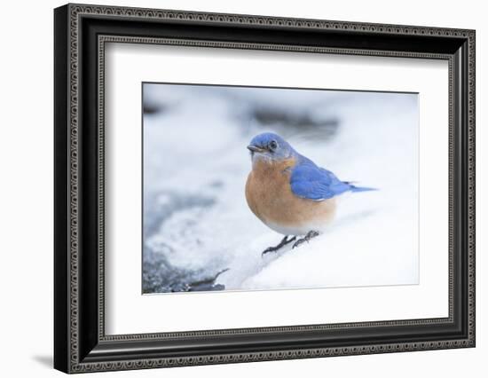 Eastern Bluebird-Gary Carter-Framed Photographic Print