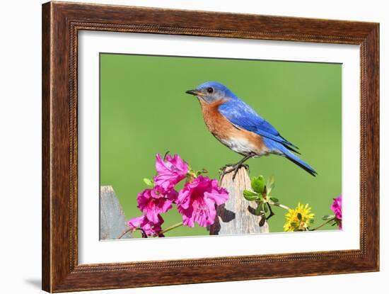 Eastern Bluebird-Lantern Press-Framed Art Print