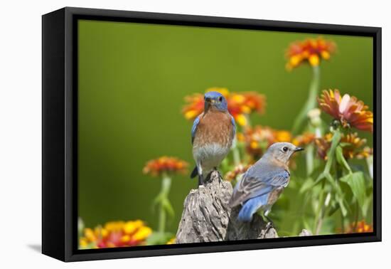 Eastern Bluebirds on Fence Post, Holmes, Mississippi, Usa-Richard ans Susan Day-Framed Premier Image Canvas