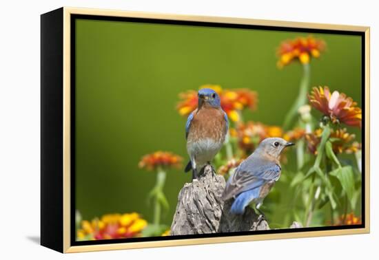 Eastern Bluebirds on Fence Post, Holmes, Mississippi, Usa-Richard ans Susan Day-Framed Premier Image Canvas
