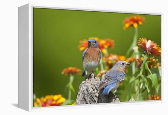 Eastern Bluebirds on Fence Post, Holmes, Mississippi, Usa-Richard ans Susan Day-Framed Premier Image Canvas