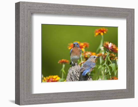 Eastern Bluebirds on Fence Post, Holmes, Mississippi, Usa-Richard ans Susan Day-Framed Photographic Print
