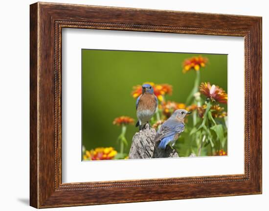 Eastern Bluebirds on Fence Post, Holmes, Mississippi, Usa-Richard ans Susan Day-Framed Photographic Print