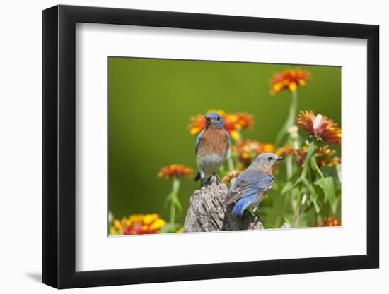 Eastern Bluebirds on Fence Post, Holmes, Mississippi, Usa-Richard ans Susan Day-Framed Photographic Print