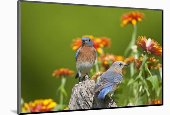 Eastern Bluebirds on Fence Post, Holmes, Mississippi, Usa-Richard ans Susan Day-Mounted Photographic Print