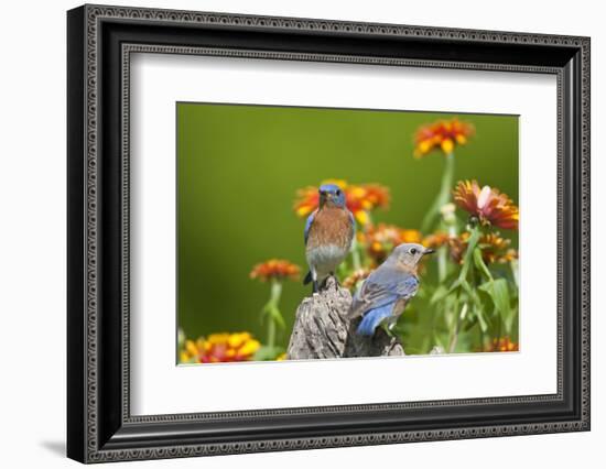 Eastern Bluebirds on Fence Post, Holmes, Mississippi, Usa-Richard ans Susan Day-Framed Photographic Print