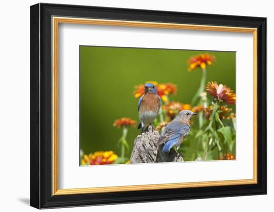 Eastern Bluebirds on Fence Post, Holmes, Mississippi, Usa-Richard ans Susan Day-Framed Photographic Print