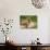 Eastern Box Turtle, Kettle River, Minnesota, USA-Maresa Pryor-Photographic Print displayed on a wall