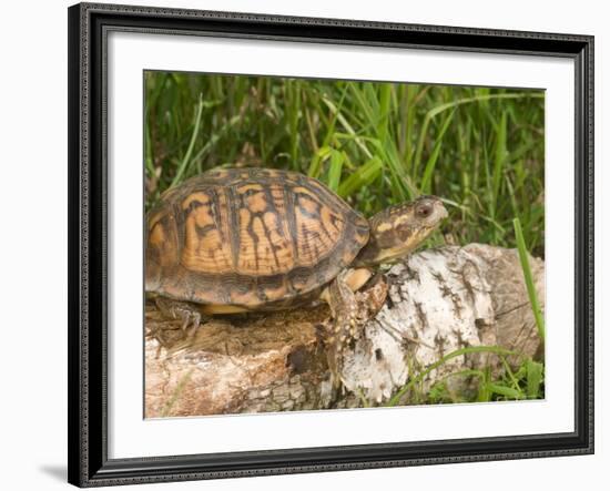 Eastern Box Turtle, Kettle River, Minnesota, USA-Maresa Pryor-Framed Photographic Print