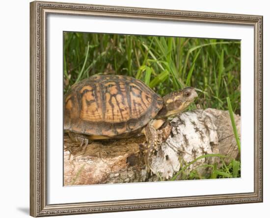 Eastern Box Turtle, Kettle River, Minnesota, USA-Maresa Pryor-Framed Photographic Print