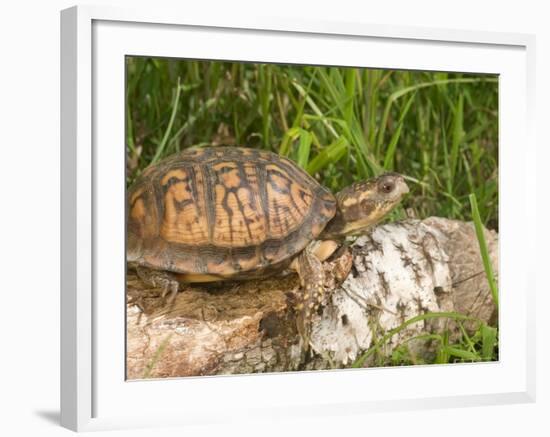 Eastern Box Turtle, Kettle River, Minnesota, USA-Maresa Pryor-Framed Photographic Print