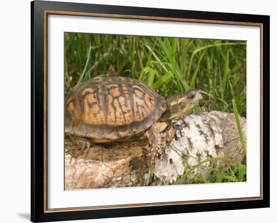 Eastern Box Turtle, Kettle River, Minnesota, USA-Maresa Pryor-Framed Photographic Print