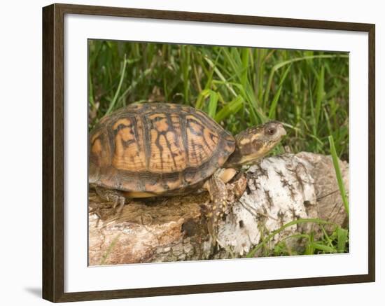 Eastern Box Turtle, Kettle River, Minnesota, USA-Maresa Pryor-Framed Photographic Print