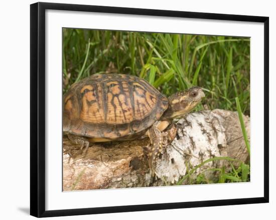 Eastern Box Turtle, Kettle River, Minnesota, USA-Maresa Pryor-Framed Photographic Print