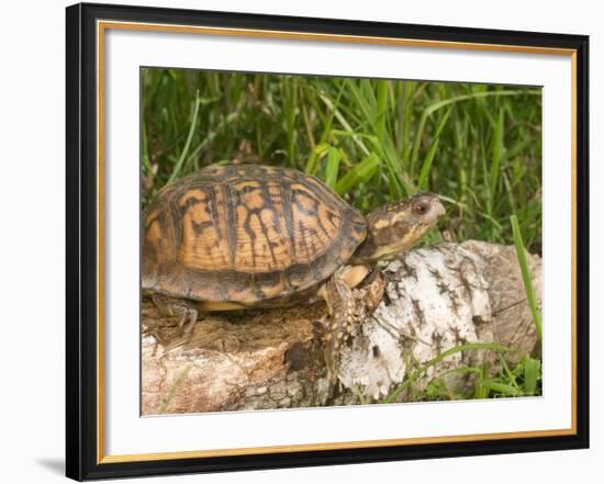 Eastern Box Turtle, Kettle River, Minnesota, USA-Maresa Pryor-Framed Photographic Print