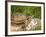 Eastern Box Turtle, Kettle River, Minnesota, USA-Maresa Pryor-Framed Photographic Print