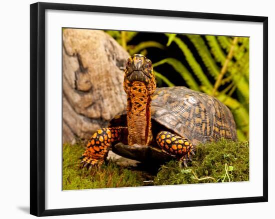 Eastern Box Turtle, Terrapene Carolina, Native to Eastern Coastal Us-David Northcott-Framed Photographic Print