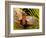 Eastern Box Turtle, Terrapene Carolina, Native to Eastern Coastal Us-David Northcott-Framed Photographic Print