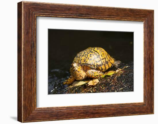 Eastern Box Turtle-null-Framed Photographic Print