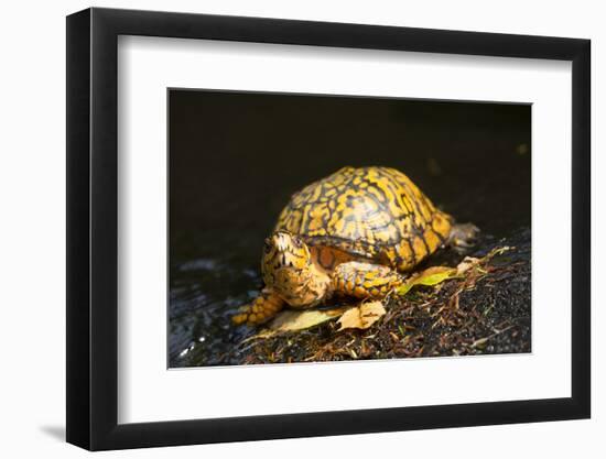 Eastern Box Turtle-null-Framed Photographic Print